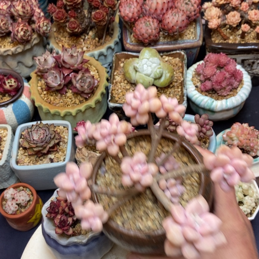 【闪购商品】克洛伊