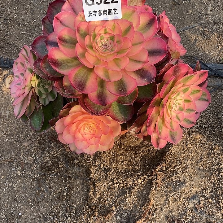 多肉植物荔枝922多肉