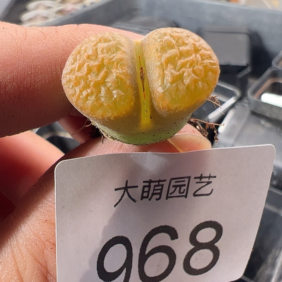 一物一拍。     EH980。    968