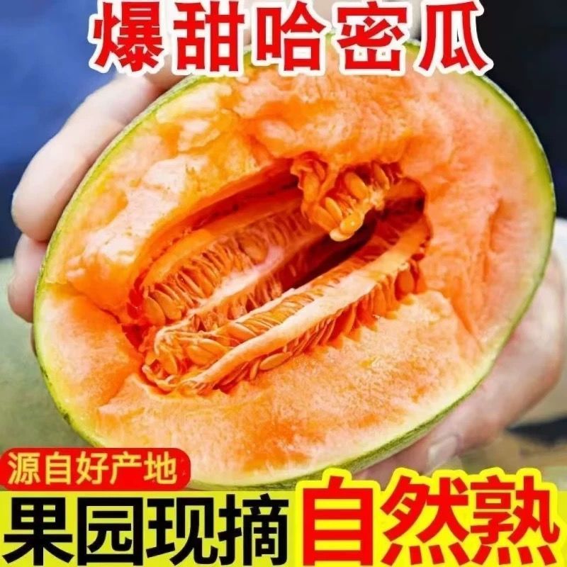 海南哈密瓜4-4.5斤 甜脆，脆甜可口，顺丰包邮海南省