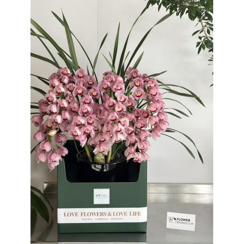 大花蕙兰室内绿植花卉好养花期长适合观赏