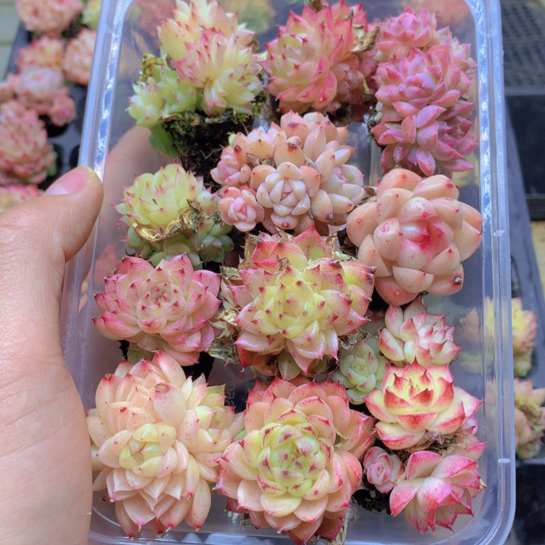 我要去看你了啊070