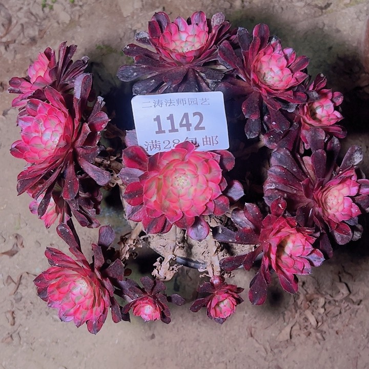 1142黑同白多肉老桩