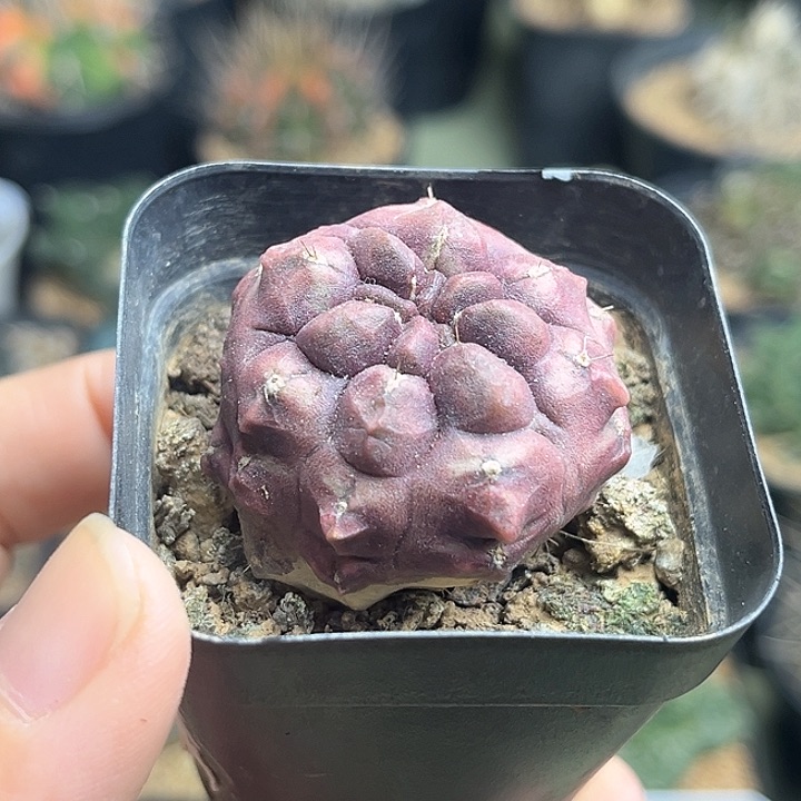 梦想自根球一颗3.5公分