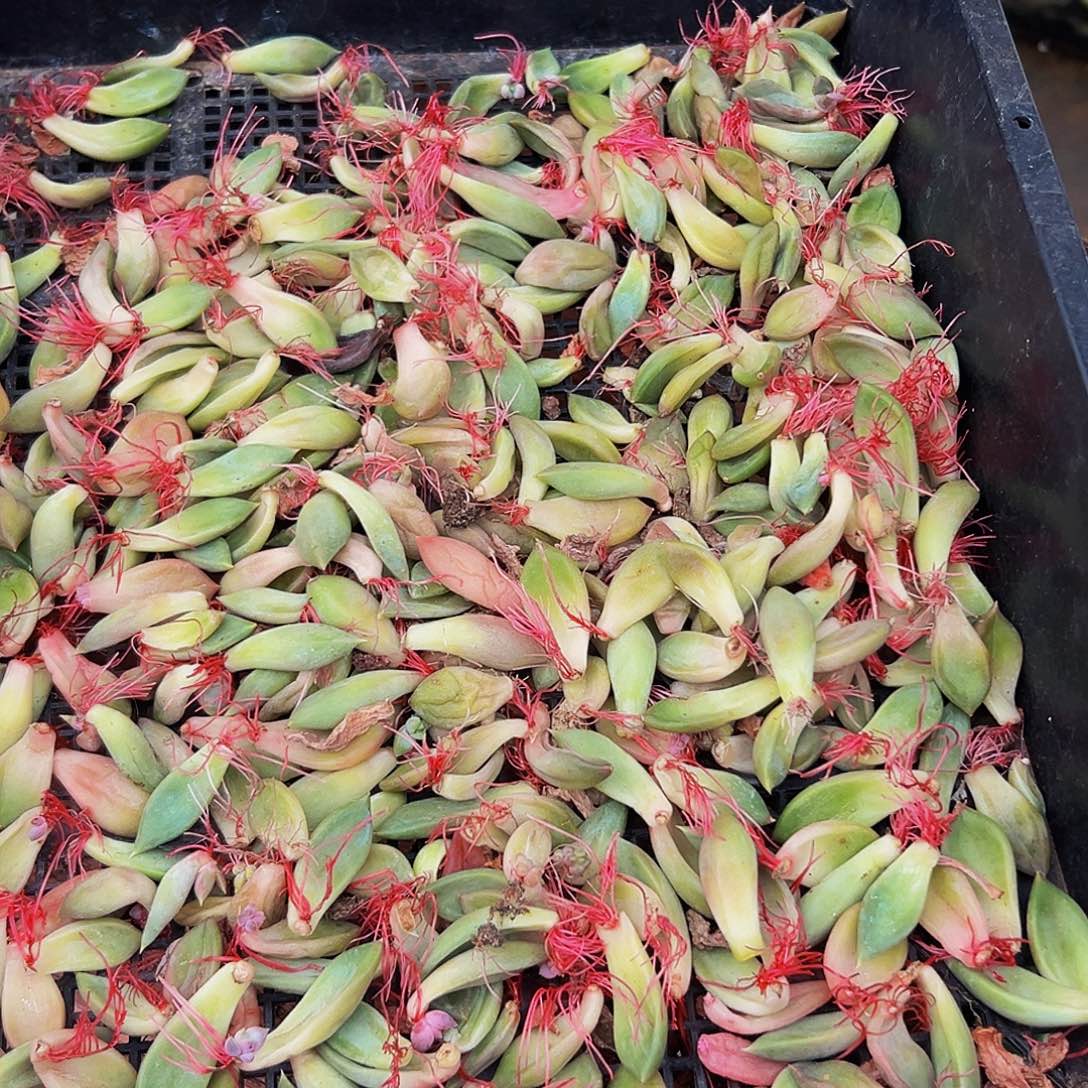 1颗美人系列多肉植物