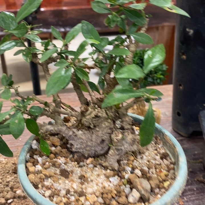 ****在完全开放海岛栀子花111