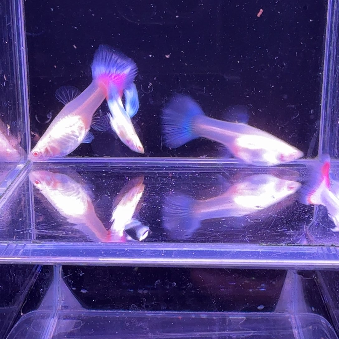 孔雀鱼火烧云2对孔雀鱼