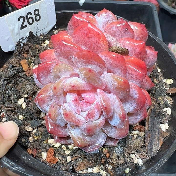 橙梦露多肉植物268