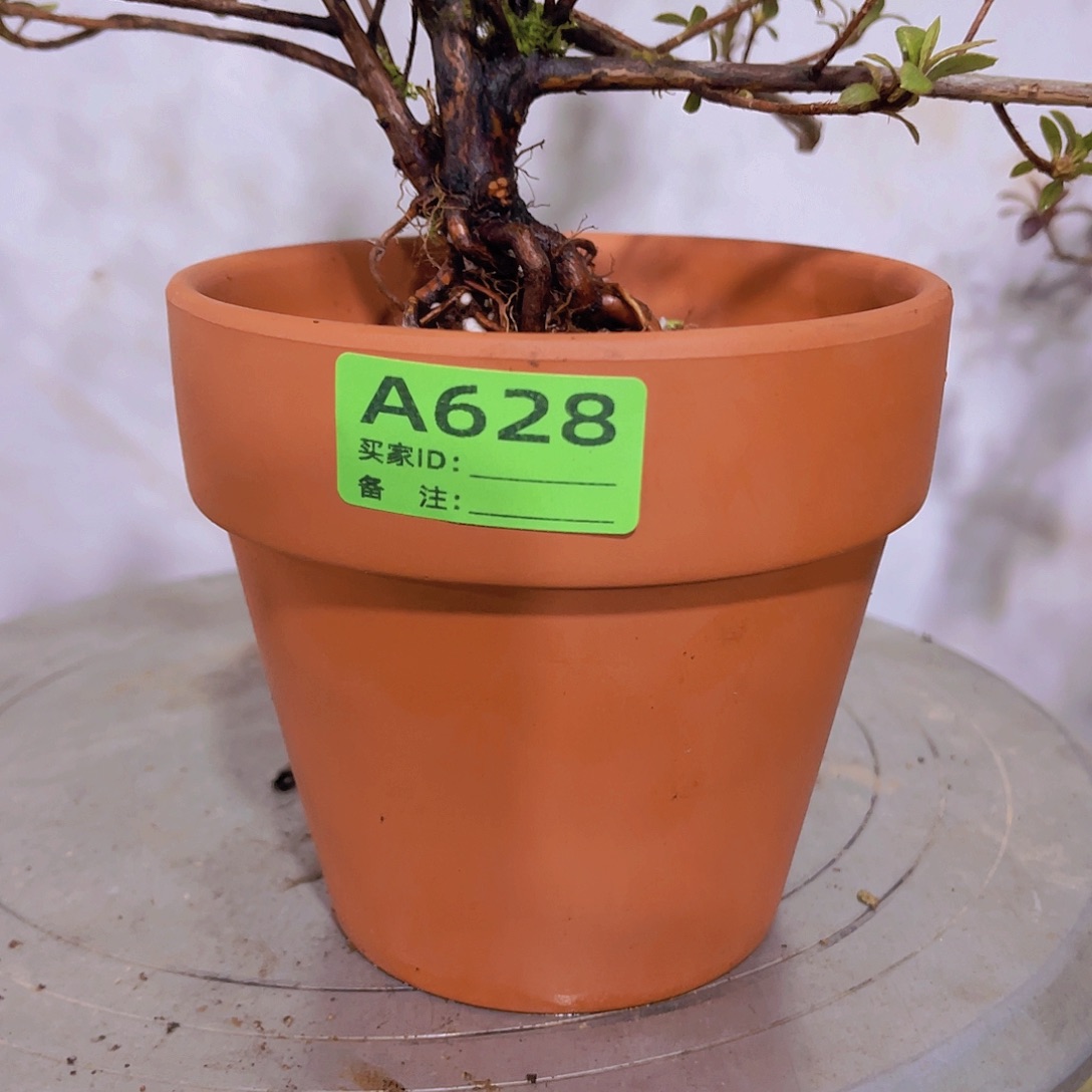 红陶直播时间一直一直