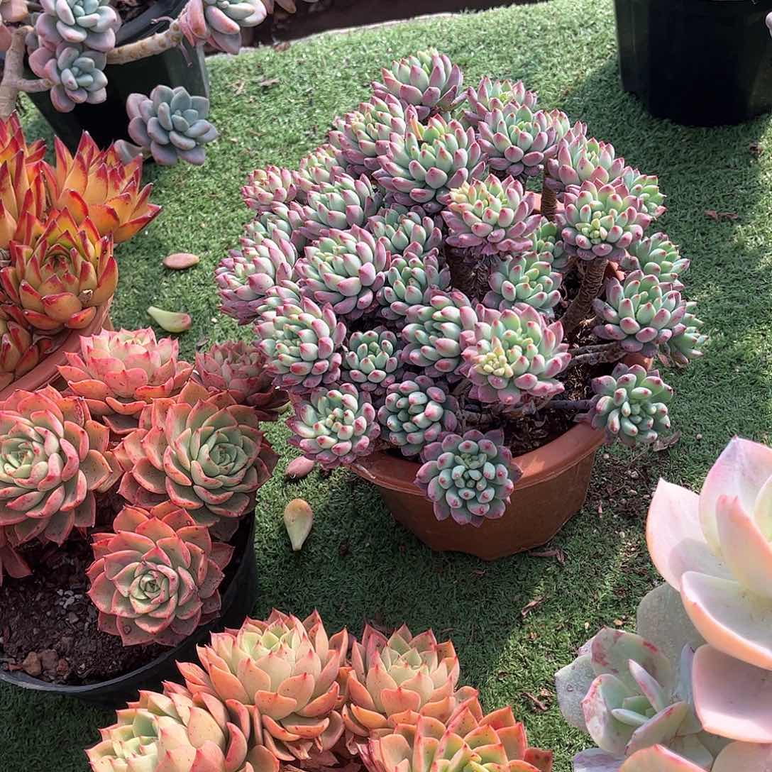心**始苹果多肉植物保护19