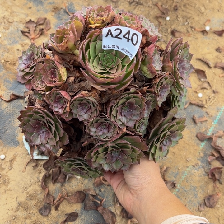 桃花石多肉植物240.