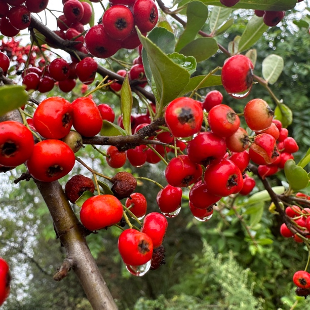 下山货花花草草赶集临时链接1