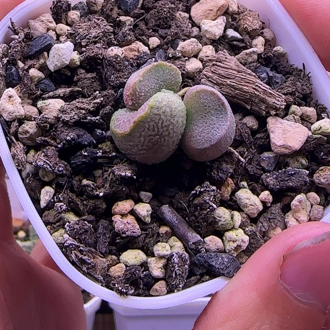 实生新品，一物一拍寄养