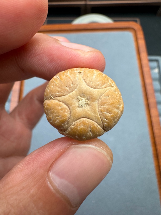 21+五星上将菩提凤眼手串三通佛头，非质量问题开孔不退