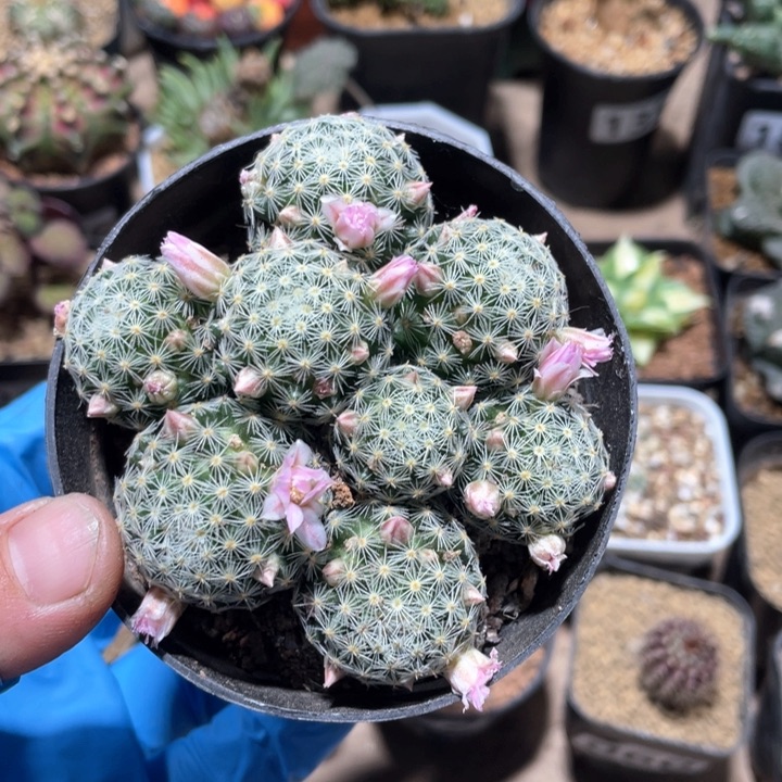 053实生整群吉赛尔