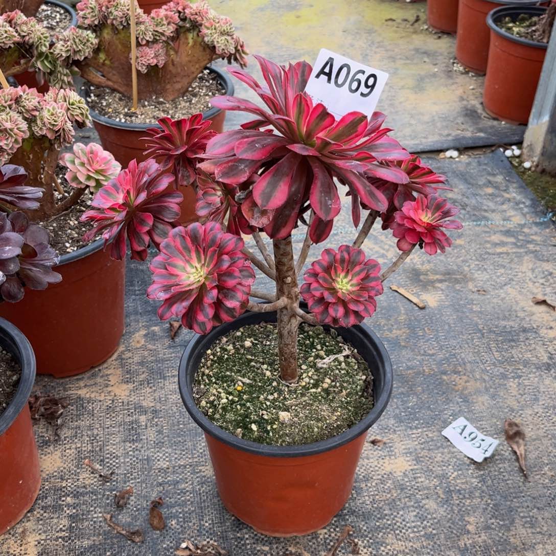 多肉植物黑铜白069多肉