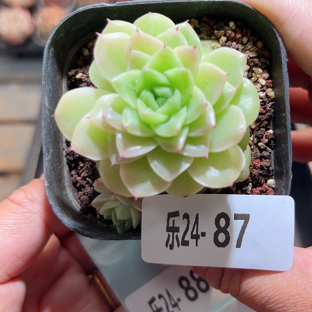 乐24-87麦秆不包整