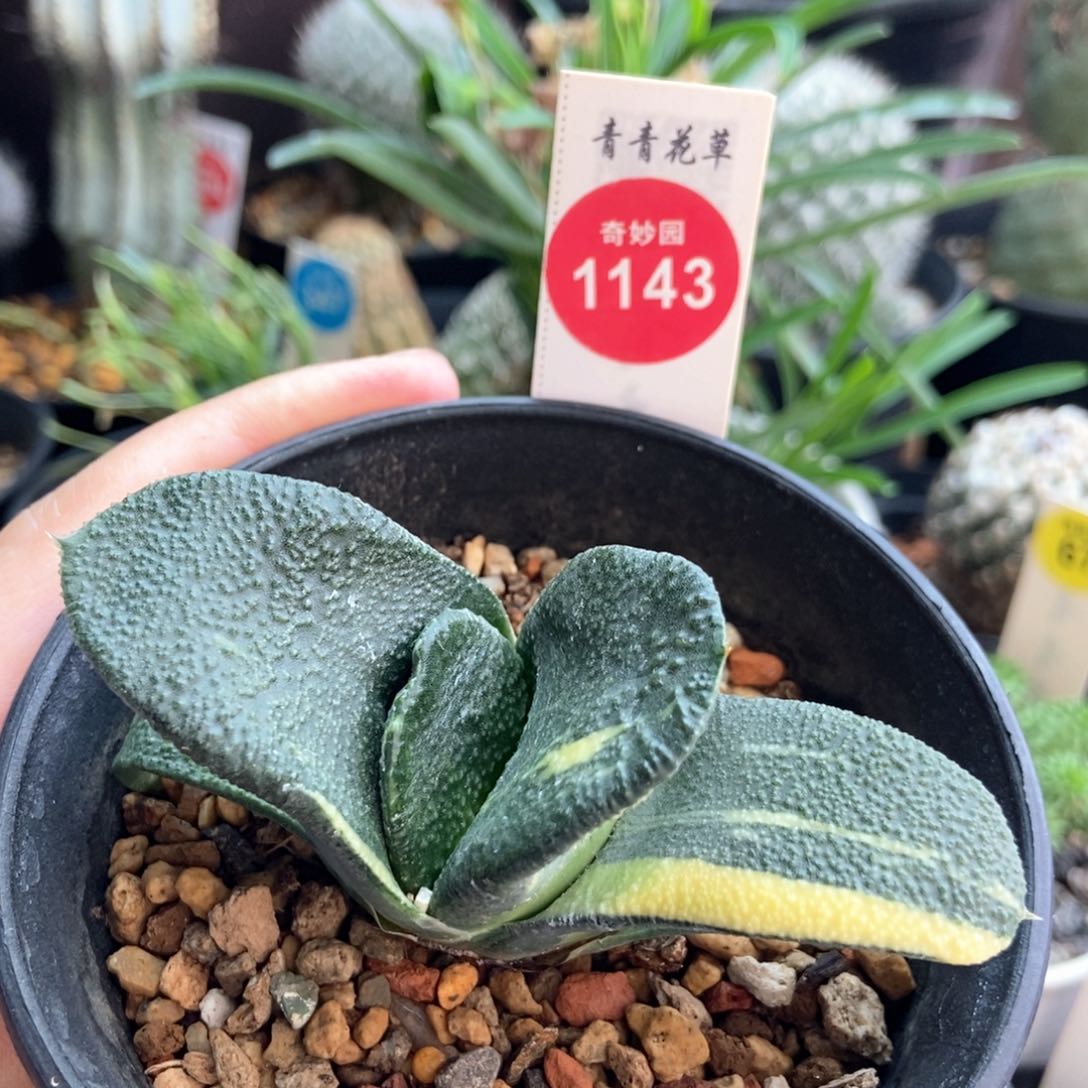 卧牛锦一颗仙人球