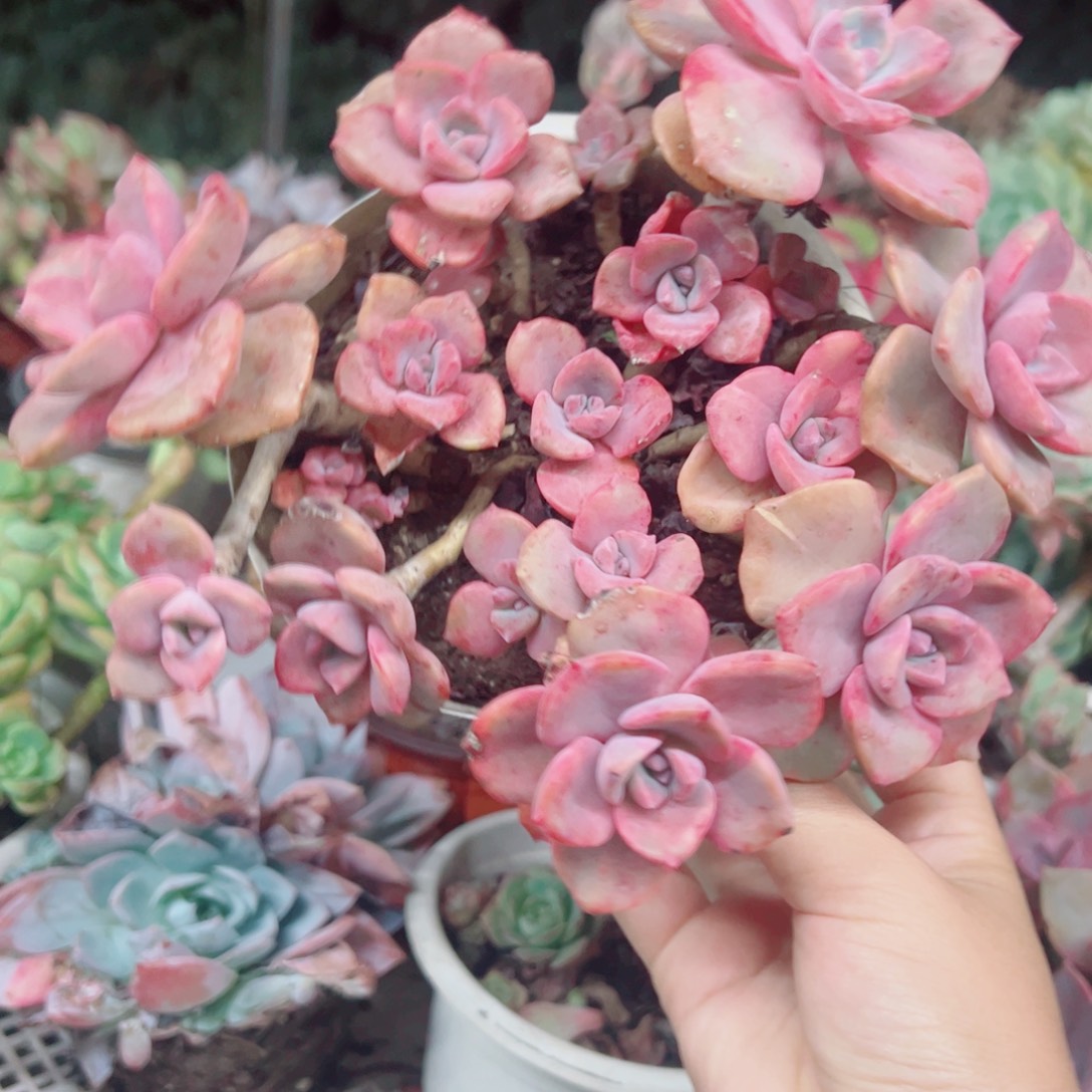 彩虹糖多头群生老桩