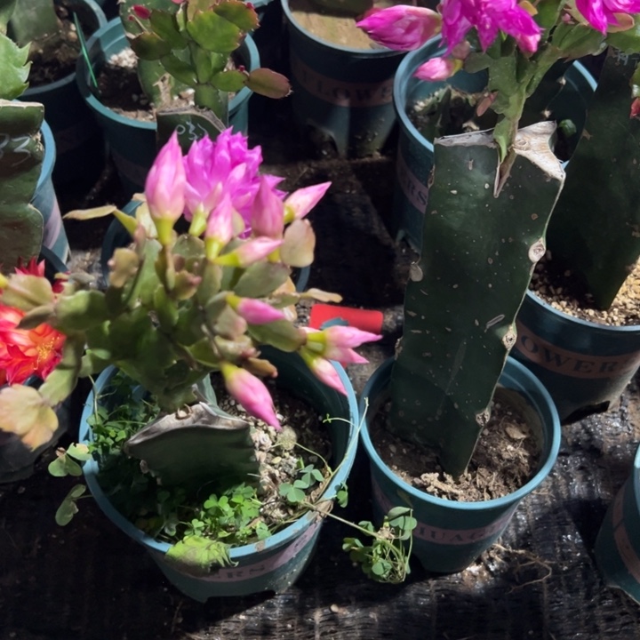 细***月76号027粉紫色，重瓣8888