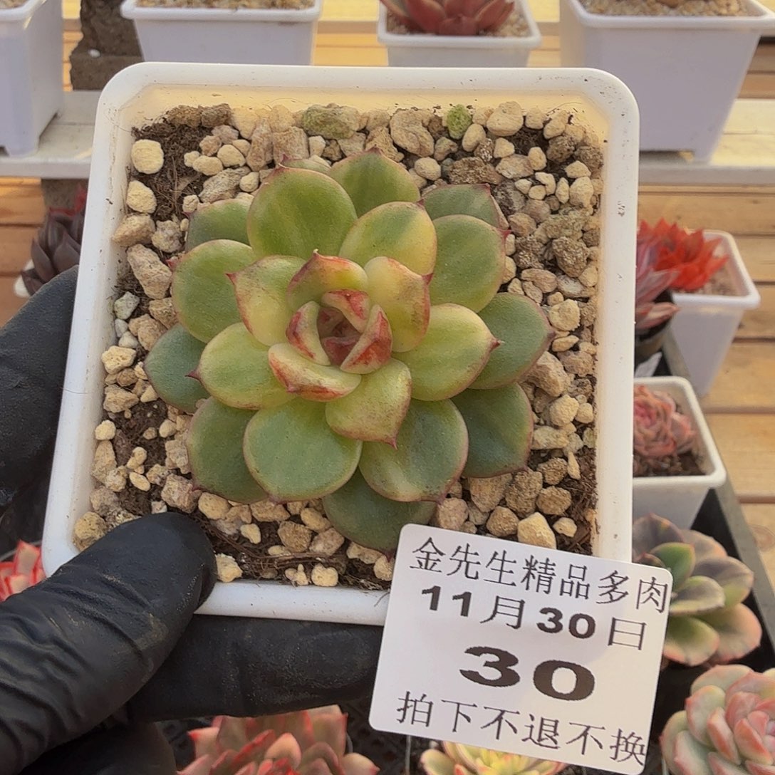 1130-30黑水晶锦单头