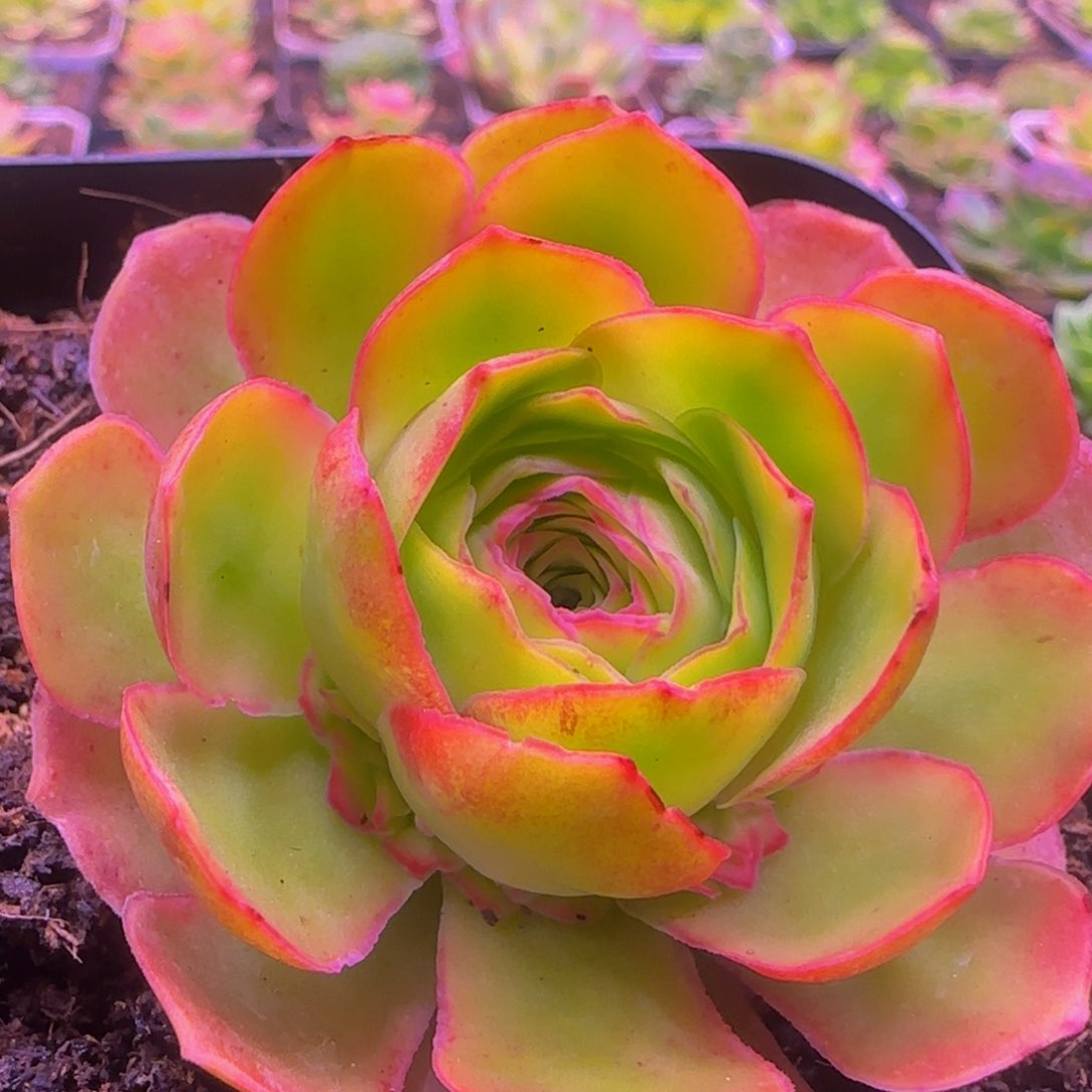 粉龙捧花13434646867676768