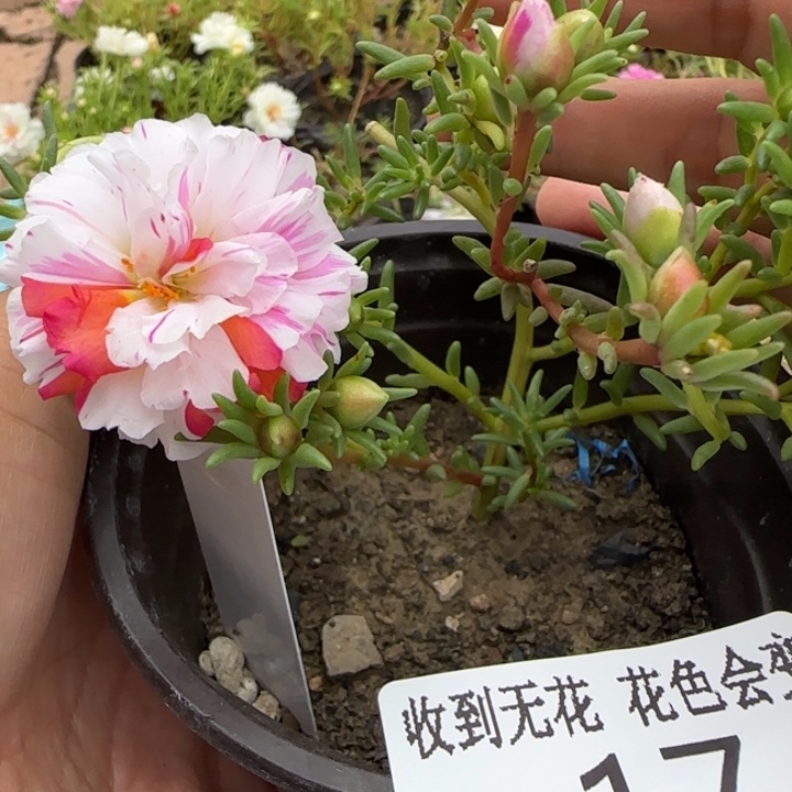 无花朵K017超小苗盆口10cm