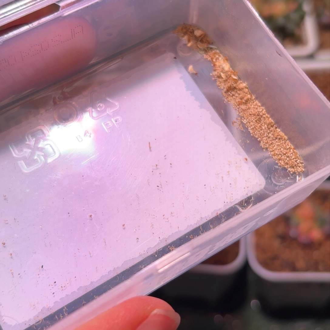 元*（20粒红拉丝大母本五十铃玉锦种子