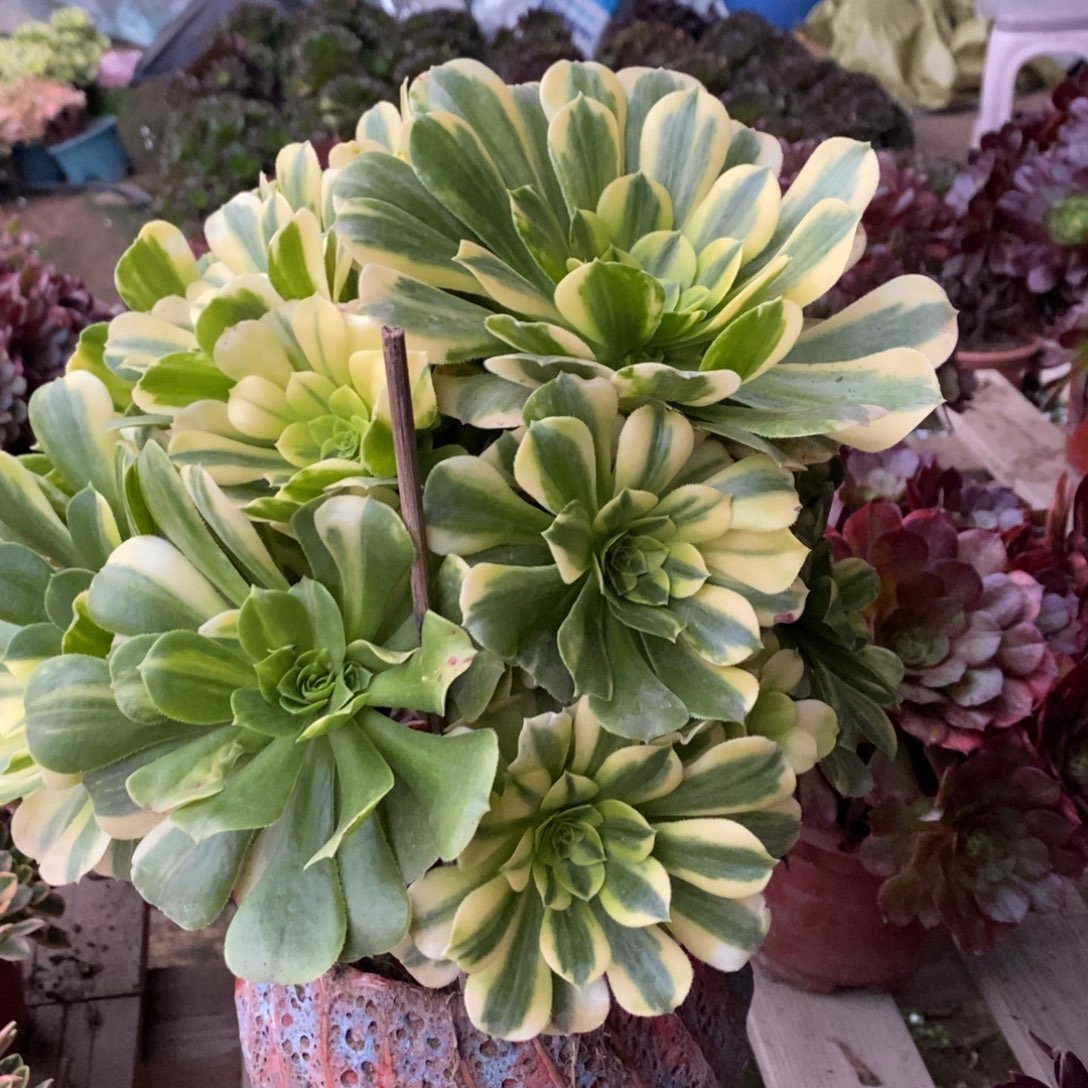 五彩琉璃多肉1颗多肉