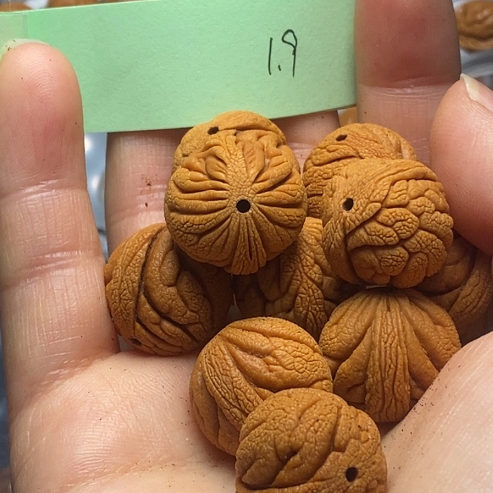 吊坠桃核秦岭野生桃核