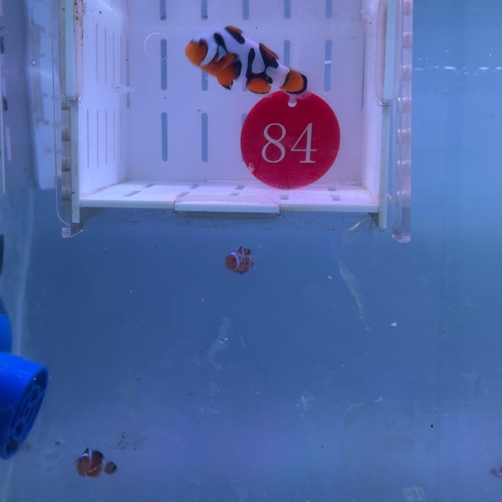 海水鱼精品毕加索双勾4左右