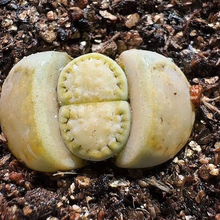 生石花233:：：。  72