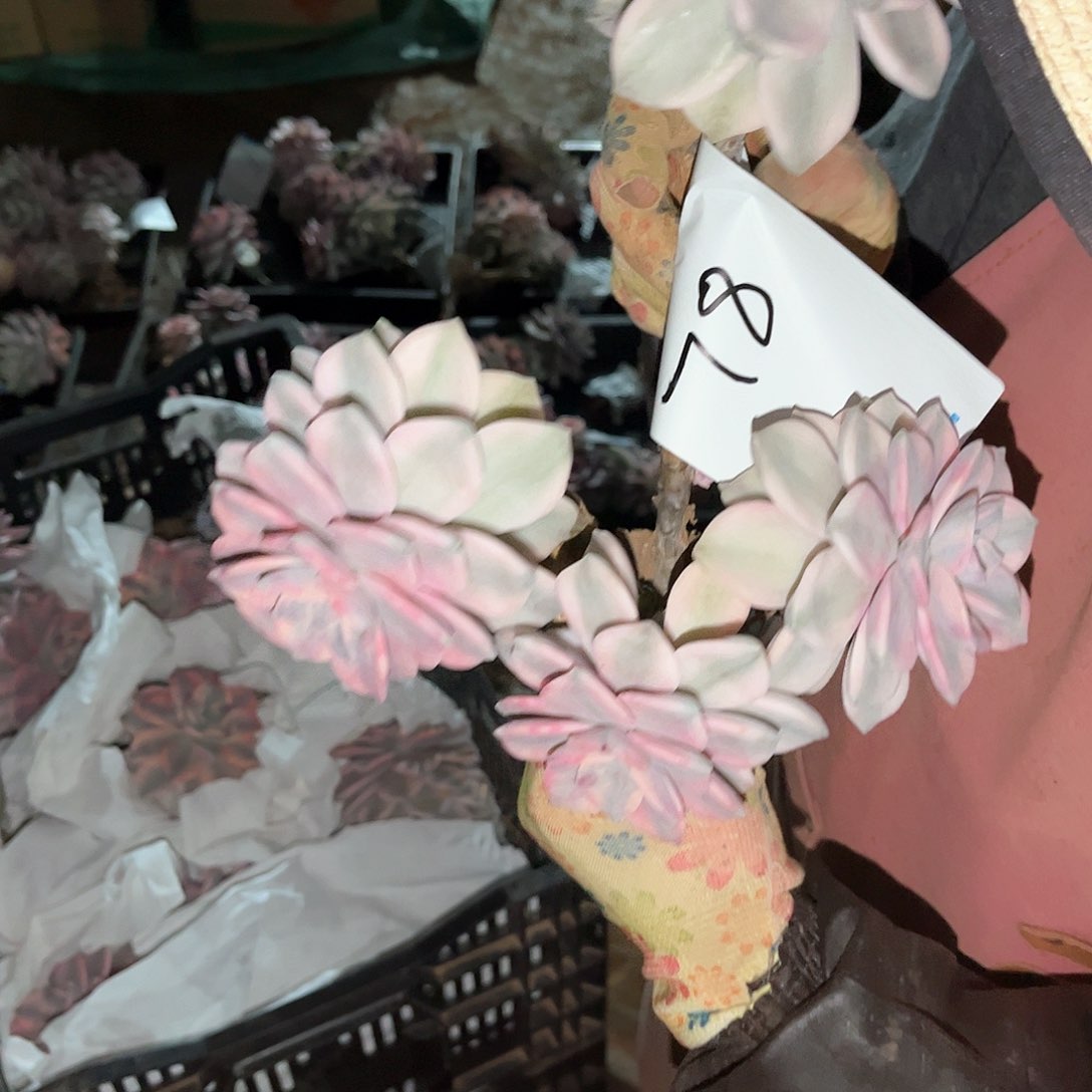 盼*盼多肉植物紫乐景78