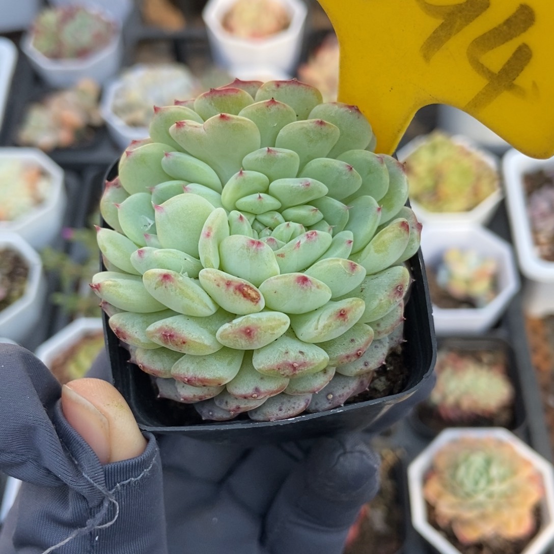 1094白胖子多肉植物保护