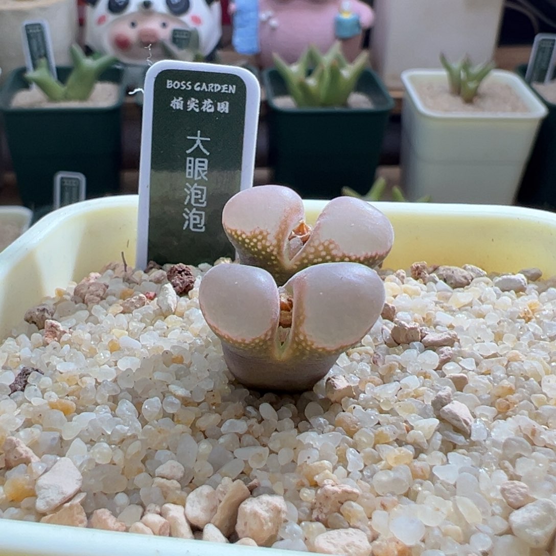644优选新品大眼泡泡双头四年半母本