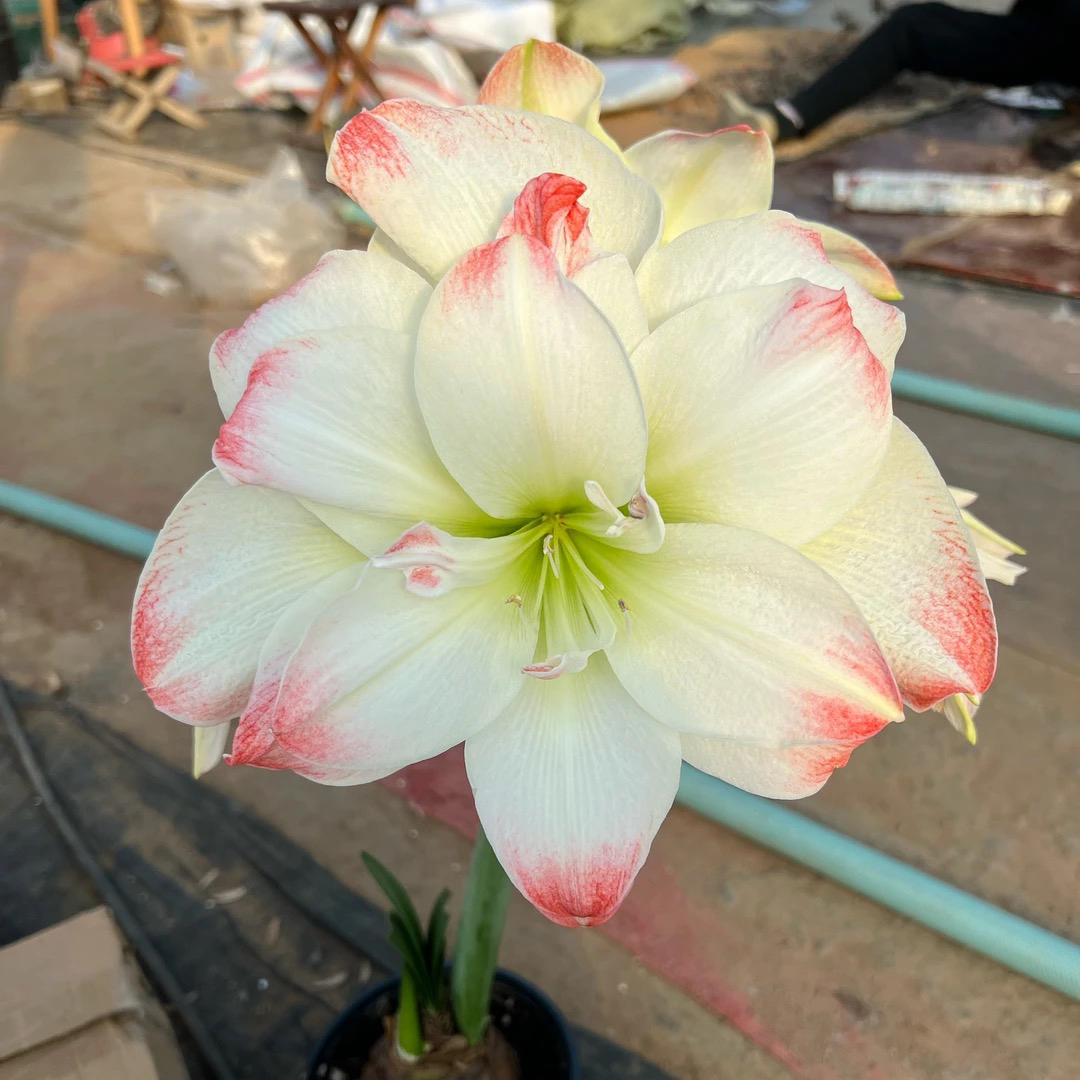 小花匠花坊）糖果戴斯～重瓣，荷兰进口种球