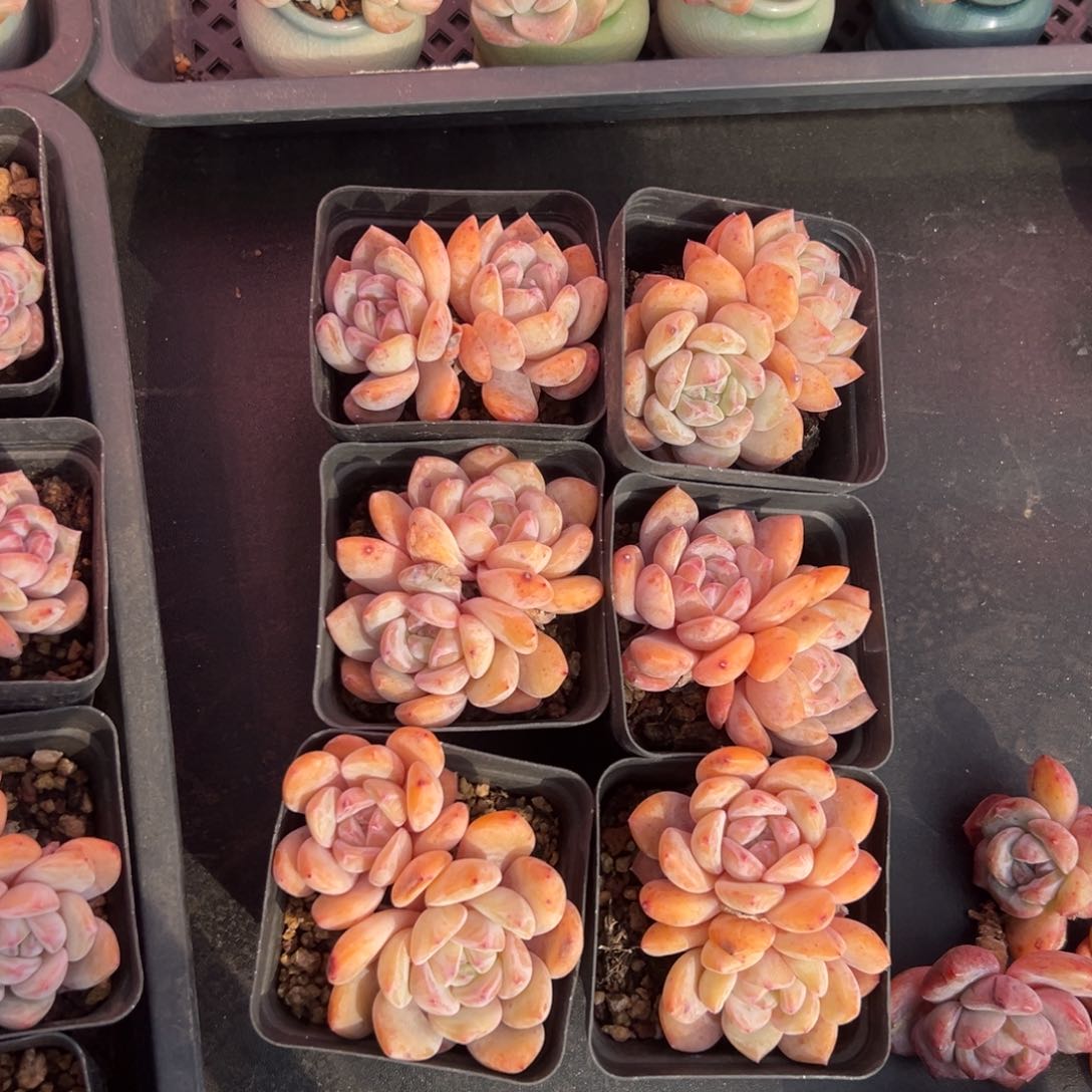 6个双头星影0000000000