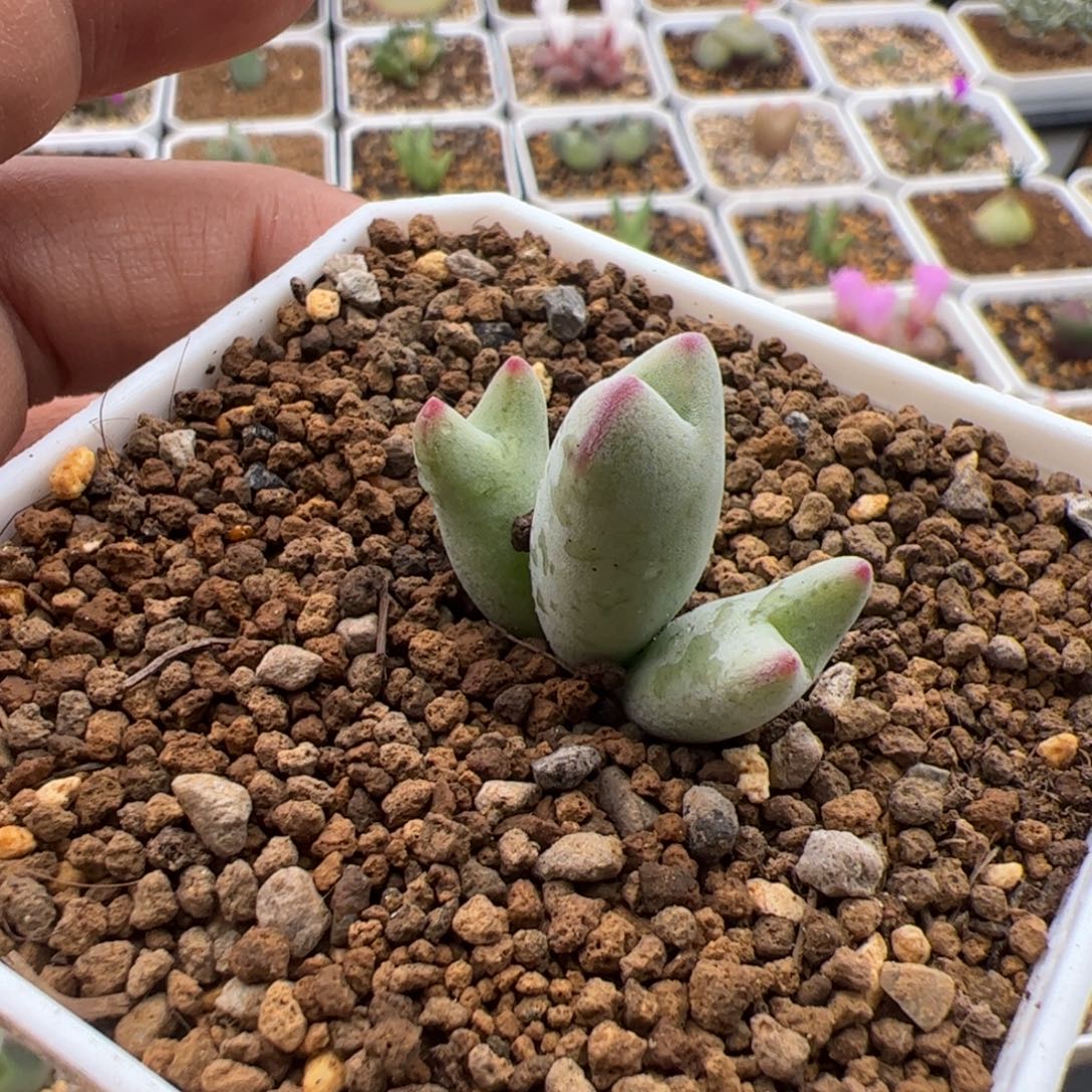 N***'11.5白花杂多肉植物203