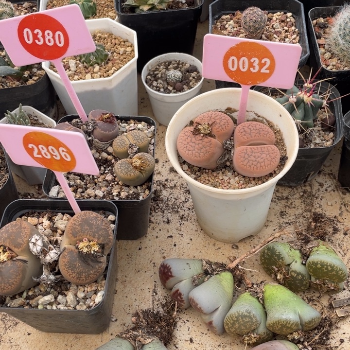 猪***士生石花9群0032-0380-2896