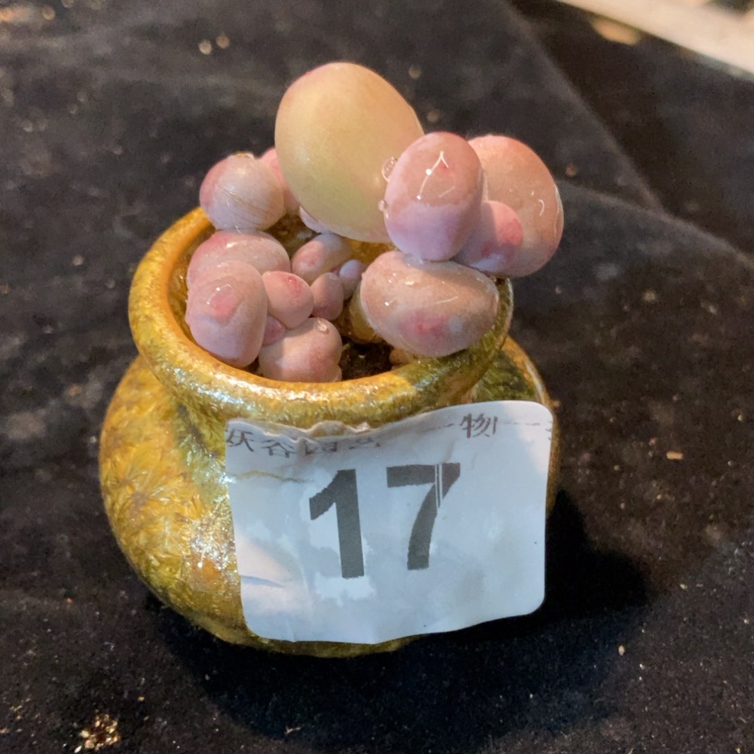 17蛋黄奶酪带盆土111