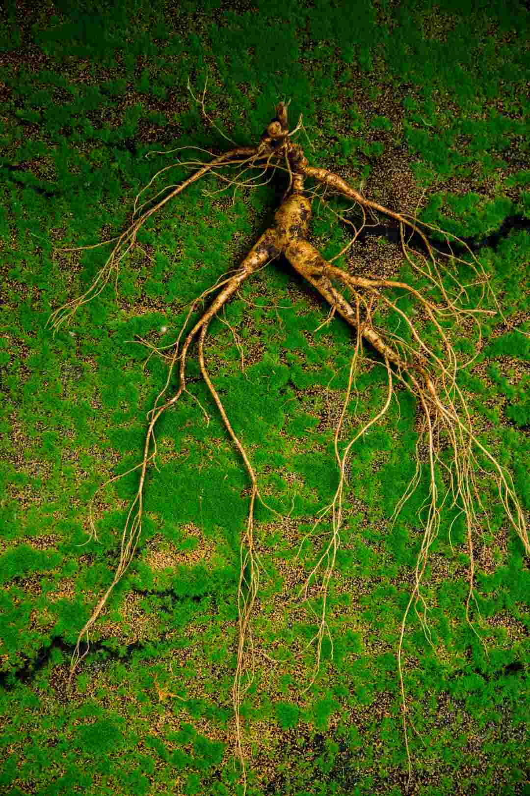 1新鲜林下参，一物一拍（东北直播间改价链接）