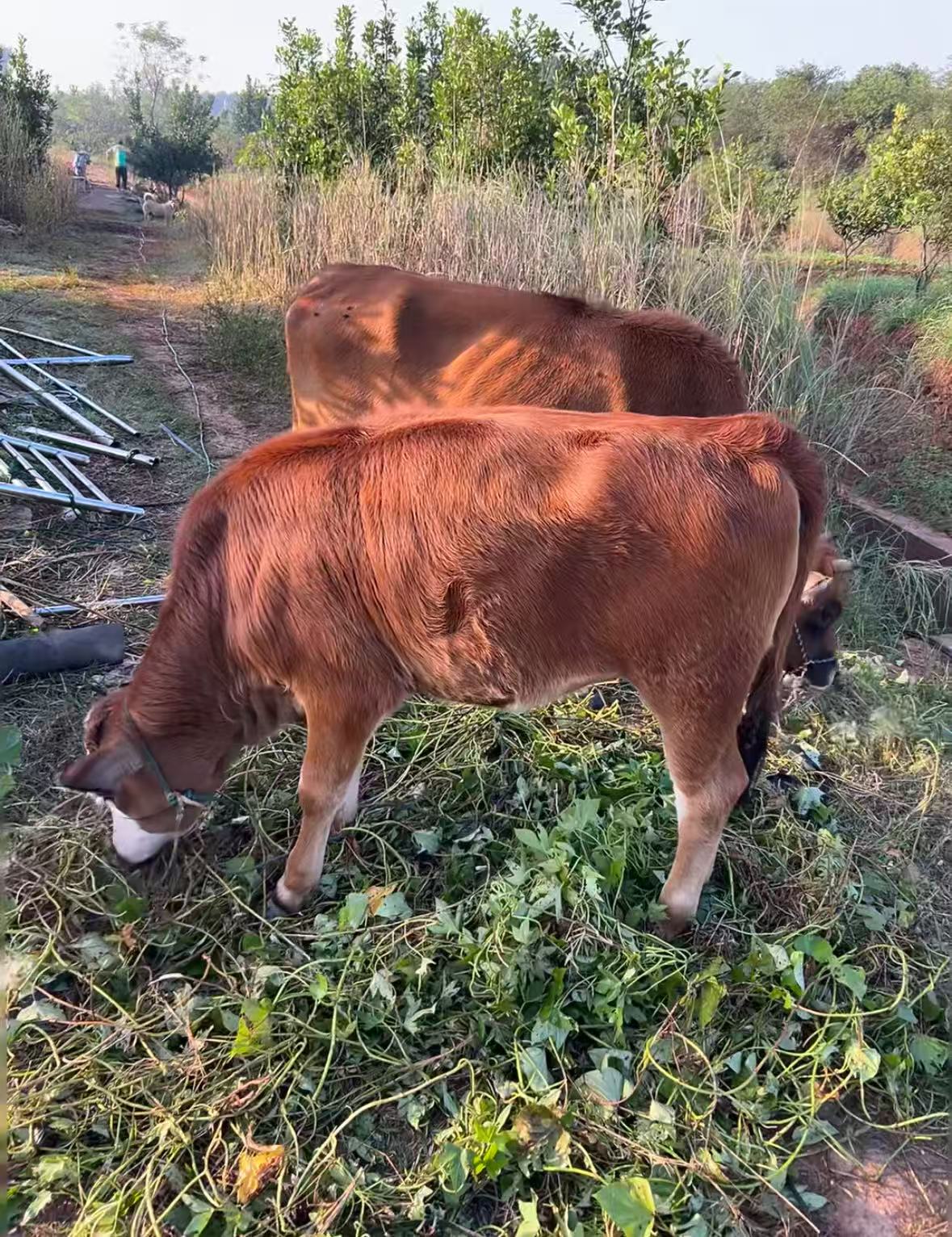 【顺丰包邮】农家新鲜黄牛肉101-125号