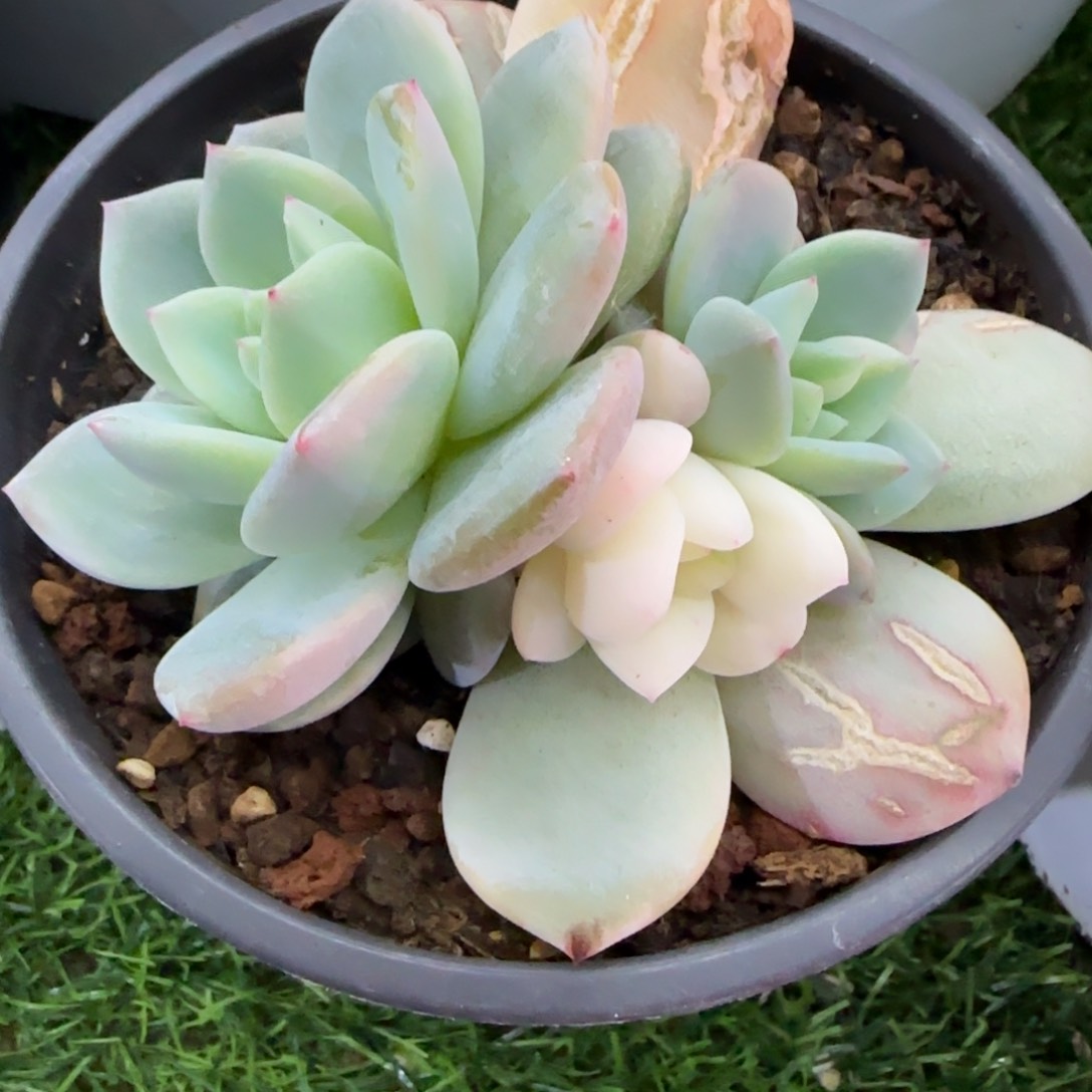 梦露锦群多肉植物