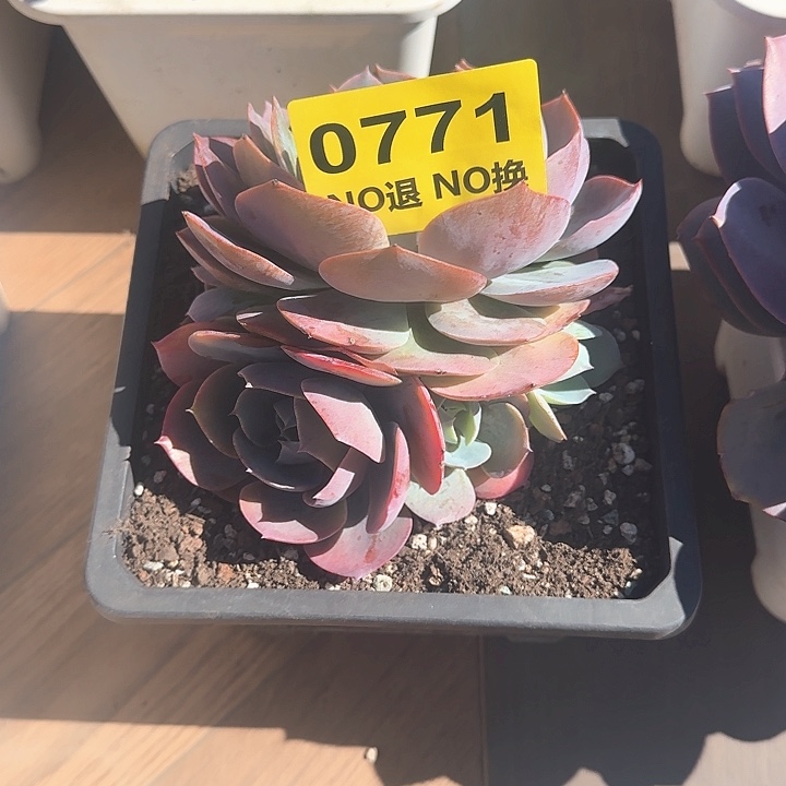 0771无砍小老庄玉尘