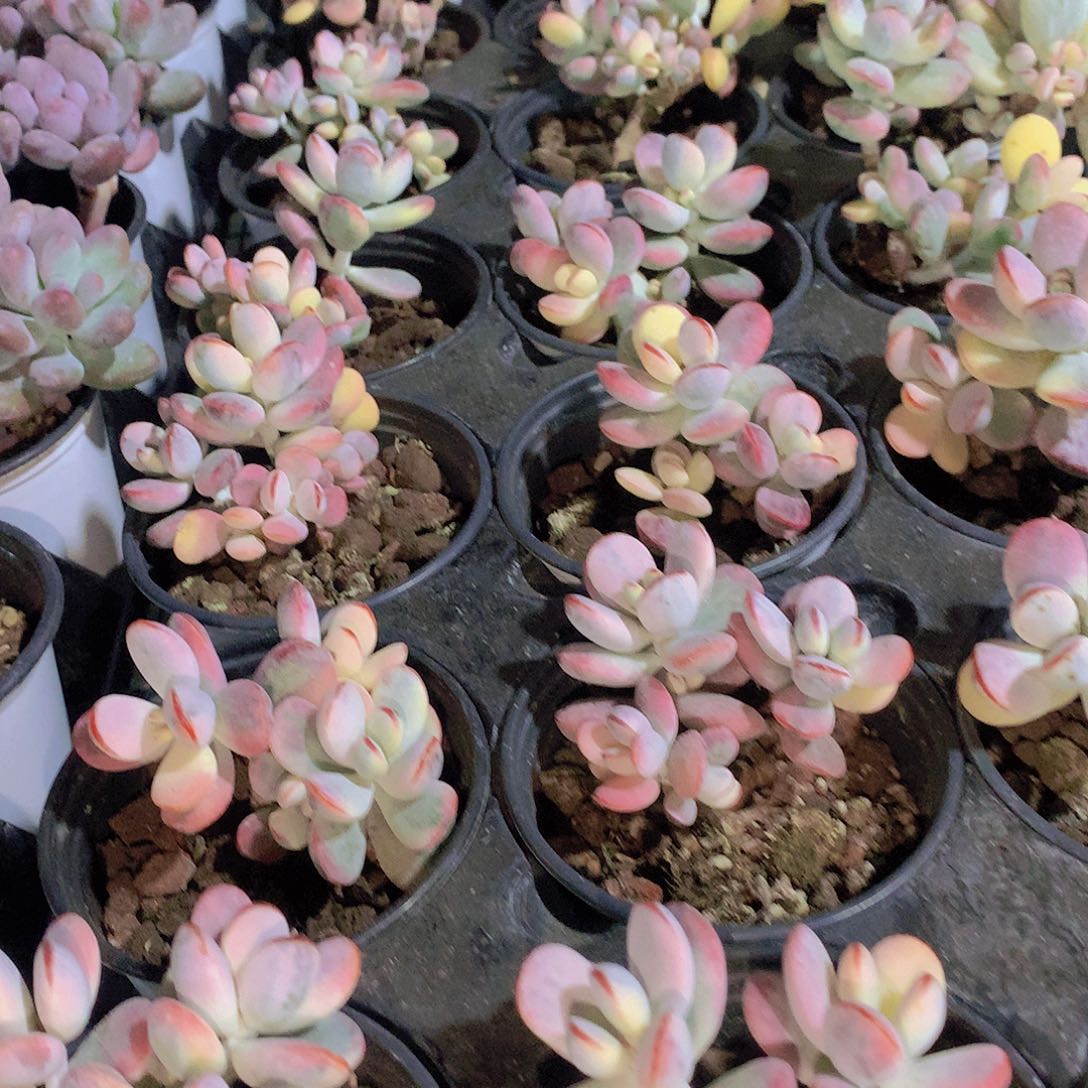 福娘锦34578899000000