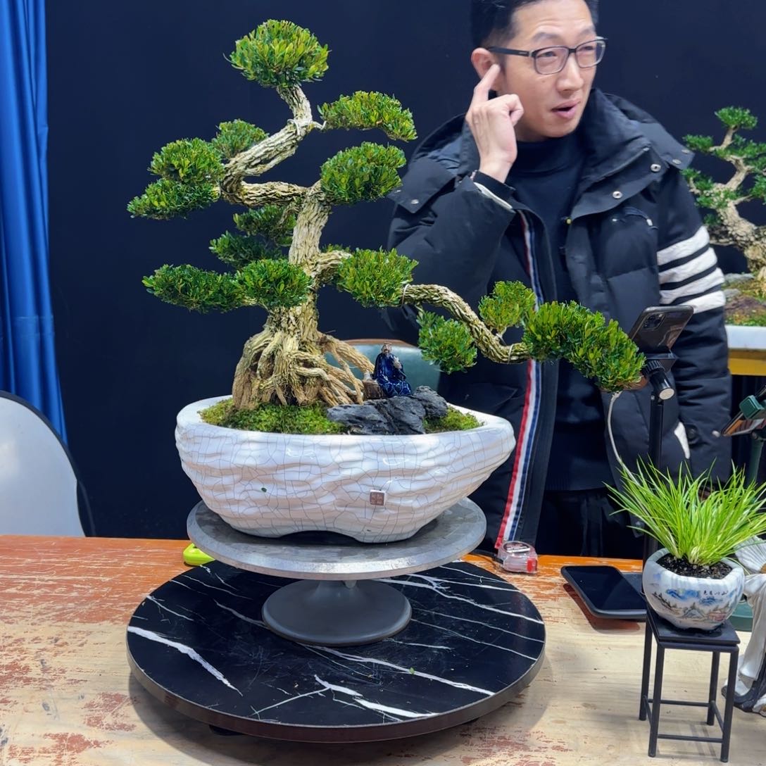 黄杨室内室外盆景艺术