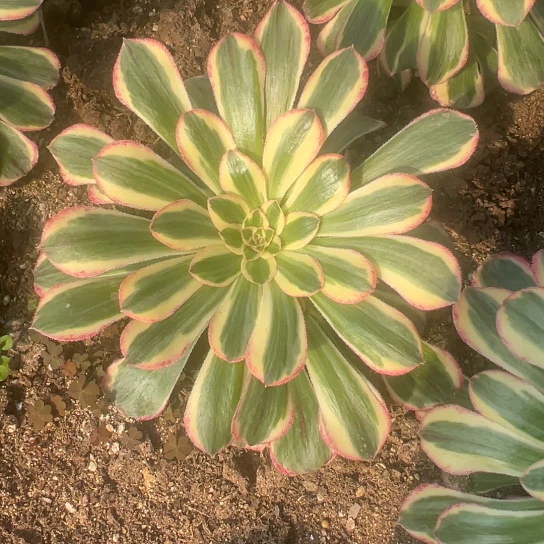 拉丝锦锦手捧多肉植物