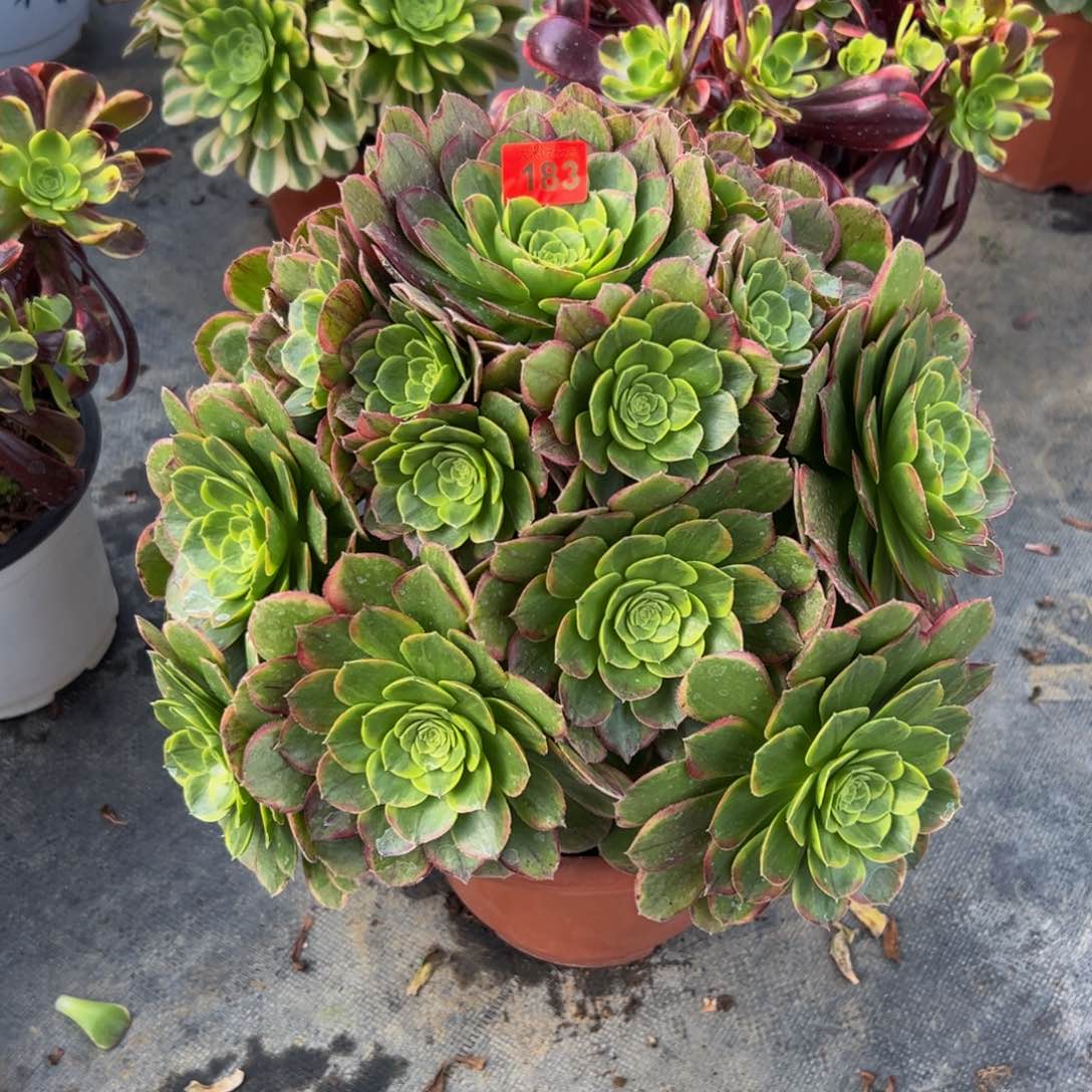 183多肉植物发货奶白锦