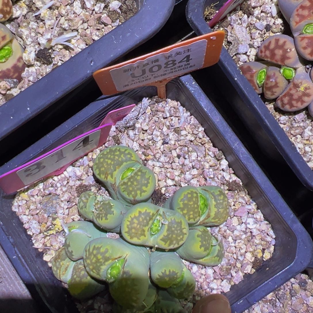 084 一物一拍，默认有伤，介意勿拍，不退不换