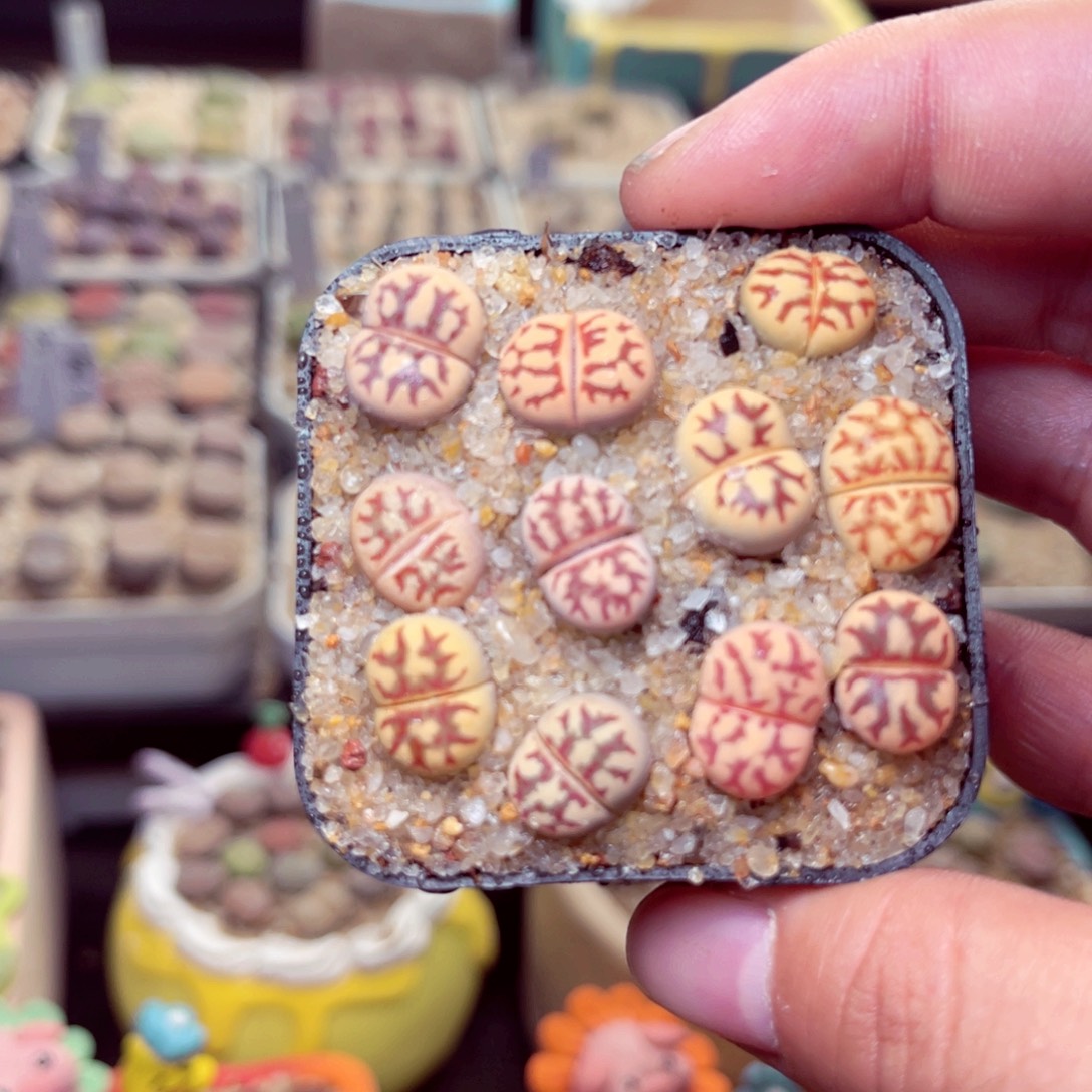 338号带盆包邮发货